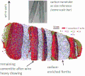 Pearlite Metallographic Structure